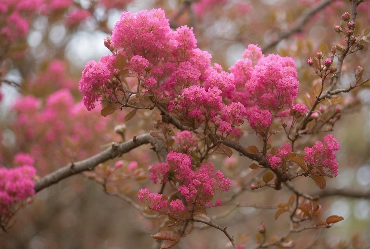 Signs that a Crepe Myrtle is Dying